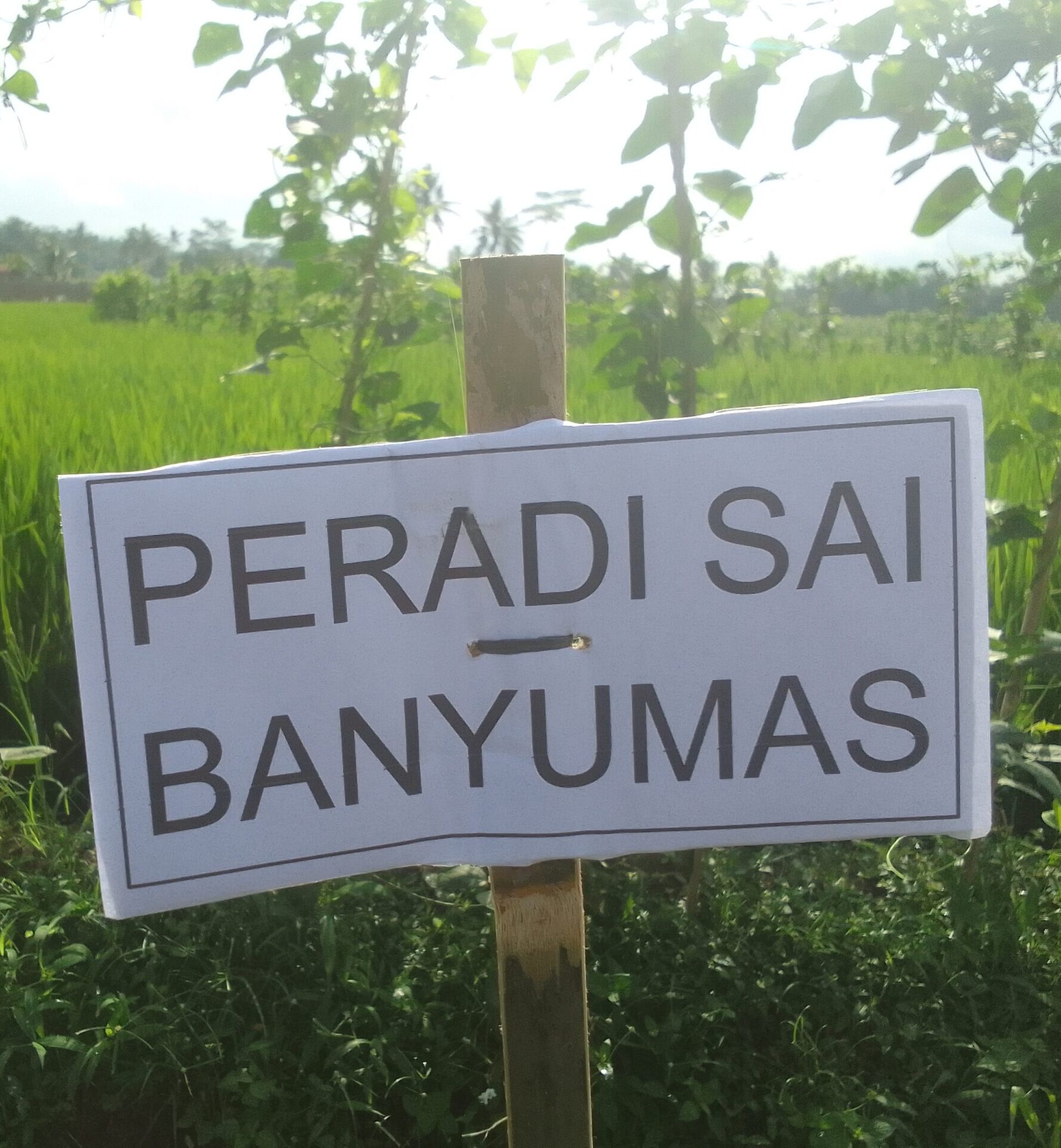 Hijaukan Bumi, Sejahterakan Negeri: PERADI SAI Pimpin Gerakan Tabebuya di Purbalingga