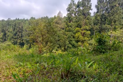 Panduan Wisata Malang Terlengkap Destinasi, Rute & Tips